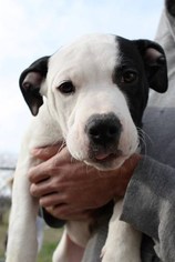 American Bulldog-Unknown Mix Dogs for adoption in Denton, MD, USA