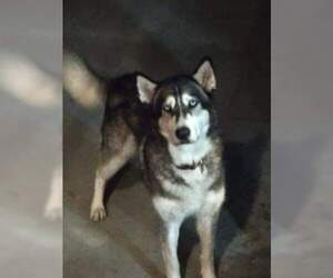 Siberian Husky Dogs for adoption in Chico, CA, USA