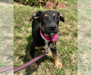 Mutt Dogs for adoption in Sterling, MA, USA