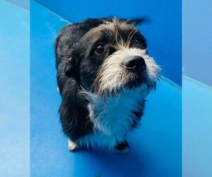 Mutt Dogs for adoption in Calgary, Alberta, Canada