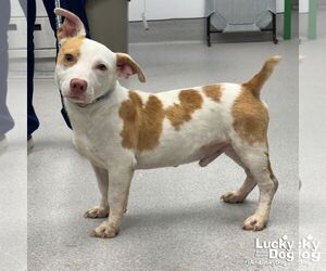 Doxle Dogs for adoption in Washington, DC, USA