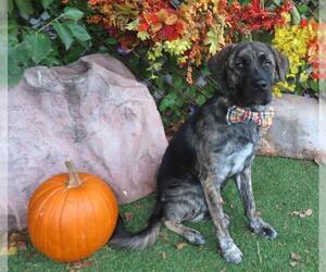 Mutt Dogs for adoption in Oklahoma City, OK, USA