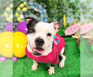 Staffordshire Bull Terrier-Unknown Mix Dogs for adoption in Bryant, AR, USA