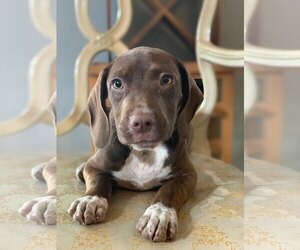 Weimaraner Dogs for adoption in Royal Palm Beach, FL, USA