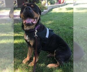 Rottweiler Dogs for adoption in Newport, KY, USA