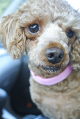Poodle (Toy) Dogs for adoption in Sherman Oaks, CA, USA