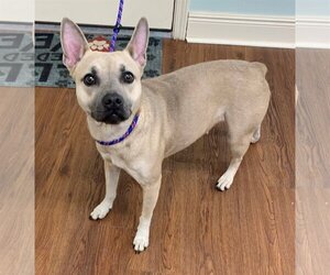 French Bulldog-Unknown Mix Dogs for adoption in Meridian, MS, USA