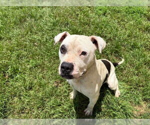 American Pit Bull Terrier-Unknown Mix Dogs for adoption in Tulsa, OK, USA