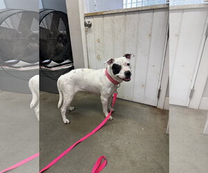 Mutt Dogs for adoption in Rockaway, NJ, USA