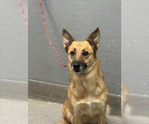 German Shepherd Dog-Unknown Mix Dogs for adoption in Las Vegas, NV, USA