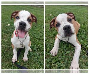 American Bulldog-Bullmastiff Mix Dogs for adoption in Toronto, Ontario, Canada