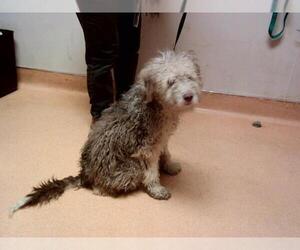 Poodle (Miniature)-Unknown Mix Dogs for adoption in Martinez, CA, USA