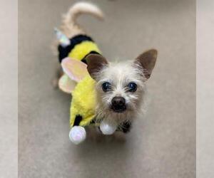 Chihuahua Dogs for adoption in Aurora, CO, USA