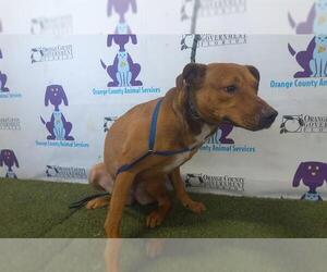Catahoula Leopard Dog-Unknown Mix Dogs for adoption in Orlando, FL, USA