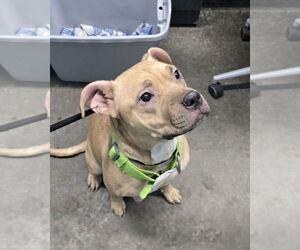 Mutt Dogs for adoption in Evansville, IN, USA