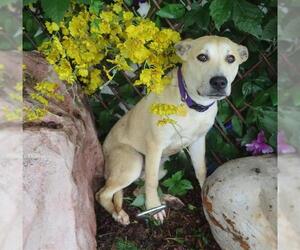 German Shepherd Dog-Unknown Mix Dogs for adoption in Oklahoma City, OK, USA