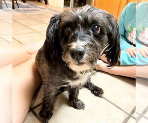 Mutt Dogs for adoption in Tampa, FL, USA