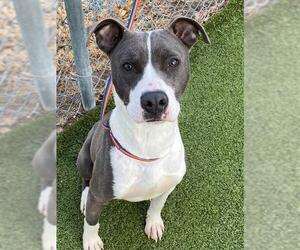 Mutt Dogs for adoption in Fayetteville, NC, USA