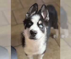 Siberian Husky Dogs for adoption in Matawan, NJ, USA