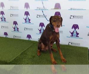 Doberman Pinscher Dogs for adoption in Orlando, FL, USA
