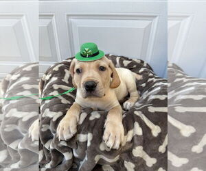 Mutt Dogs for adoption in Goodyear, AZ, USA