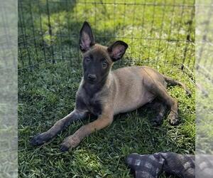 Mutt Dogs for adoption in Modesto, CA, USA