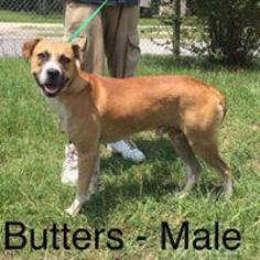 Boxer Dogs for adoption in Waycross, GA, USA