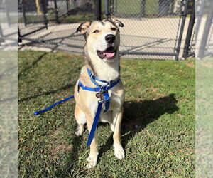 Siberian Husky Dogs for adoption in Boston, MA, USA