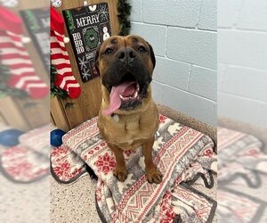 Mastiff Dogs for adoption in Brighton, CO, USA