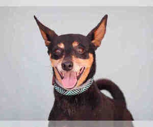 Miniature Pinscher Dogs for adoption in Downey, CA, USA