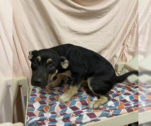 American Bulldog-Unknown Mix Dogs for adoption in Modesto, CA, USA