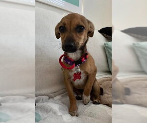 Chiweenie Dogs for adoption in San Diego, CA, USA