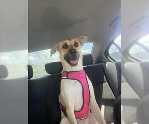 German Shepherd Dog Dogs for adoption in Tracy, CA, USA