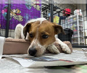 Australian Shepherd-Unknown Mix Dogs for adoption in Mukwonago, WI, USA