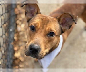 Beagle-Unknown Mix Dogs for adoption in Tulsa, OK, USA