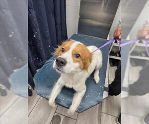 Border Collie-Unknown Mix Dogs for adoption in Mobile, AL, USA