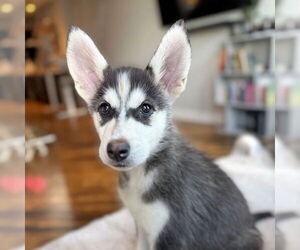 Siberian Husky Dogs for adoption in Omaha, NE, USA