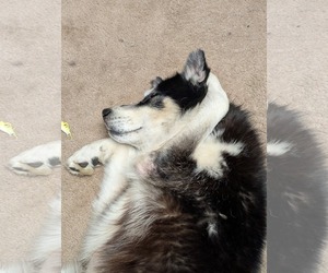 Siberian Husky Dogs for adoption in Uwchlan, PA, USA