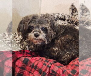 Shih Tzu Dogs for adoption in Walnutport, PA, USA