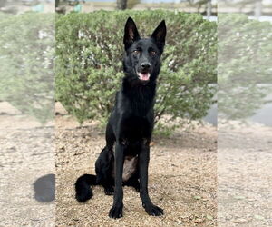 German Shepherd Dog-Unknown Mix Dogs for adoption in PIPE CREEK, TX, USA
