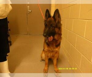 German Shepherd Dog Dogs for adoption in Sanford, FL, USA