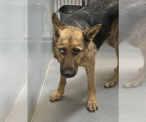 German Shepherd Dog-Siberian Husky Mix Dogs for adoption in Modesto, CA, USA