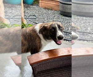 Medium Photo #2 Great Pyrenees-Unknown Mix Puppy For Sale in Tabernash, CO, USA
