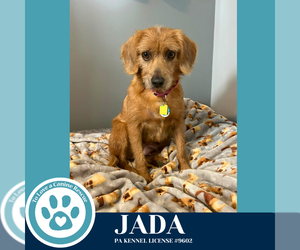 Beagle-Unknown Mix Dogs for adoption in Kimberton, PA, USA