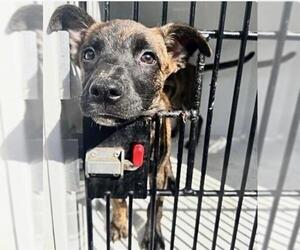 Mutt Dogs for adoption in Houston, TX, USA