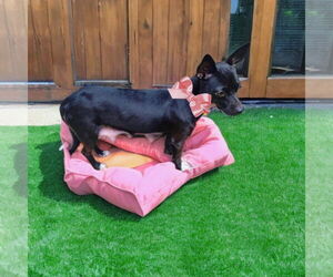 Chihuahua Dogs for adoption in The Woodlands, TX, USA