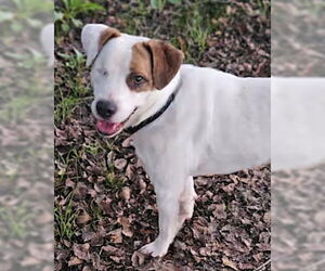 Jack Russell Terrier-Unknown Mix Dogs for adoption in Wakefield, RI, USA