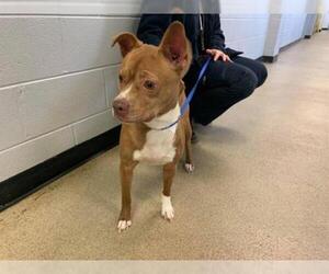 American Boston Bull Terrier Dogs for adoption in Charlotte, NC, USA