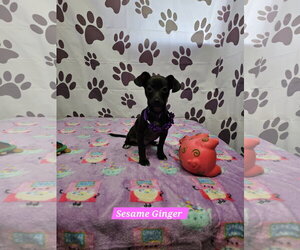 Chiweenie Dogs for adoption in Metairie, LA, USA