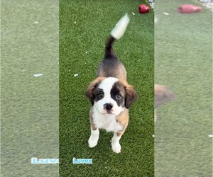 Pug-Saint Bernard Mix Dogs for adoption in Cave Creek, AZ, USA